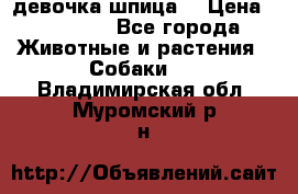 девочка шпица  › Цена ­ 40 000 - Все города Животные и растения » Собаки   . Владимирская обл.,Муромский р-н